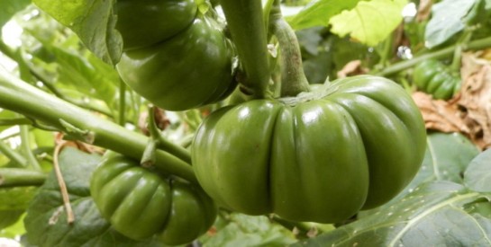 L'aubergine africaine : un bon régulateur du sucre sanguin