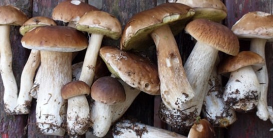 Les vertus cachées des champignons