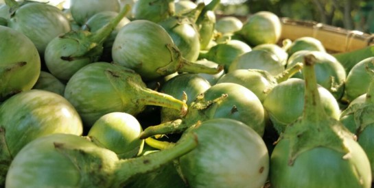 L'aubergine sauvage pour soigner les fibromes, kystes, myomes et trompes bouchées