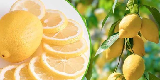 Comment faire pour obtenir des citrons plus juteux ?