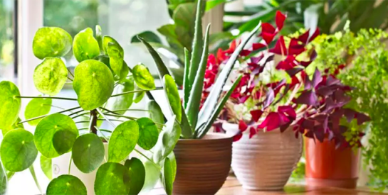 3 Conseils pour bien soigner vos plantes d’intérieur