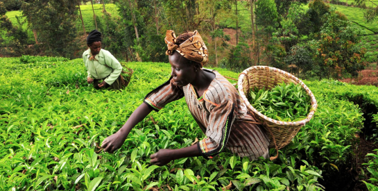 Abus sexuels dans des fermes à thé au Kenya : le lourd prix d'une tasse