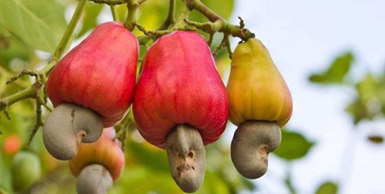 Ces bienfaits surprenants de la pomme de cajou