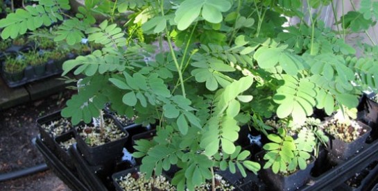 Les éléments nutritifs du moringa et ses vertus