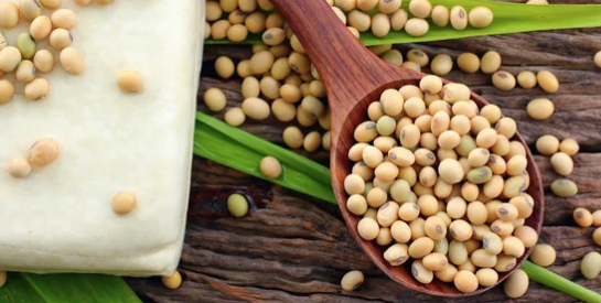 Les bienfaits nutritionnels du soja : une source de protéines végétales meilleure santé