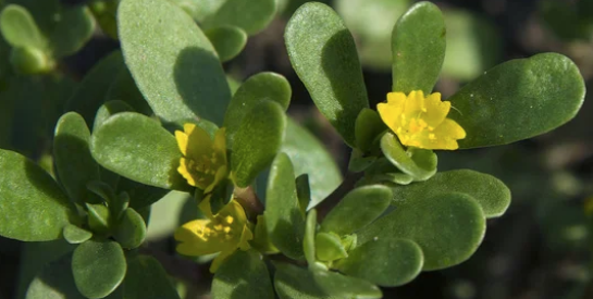 Pourpier : un allié naturel pour abaisser votre taux de cholestérol