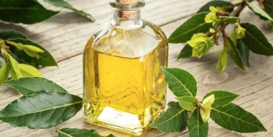 L'huile de laurier : un secret pour tonifier le cuir chevelu