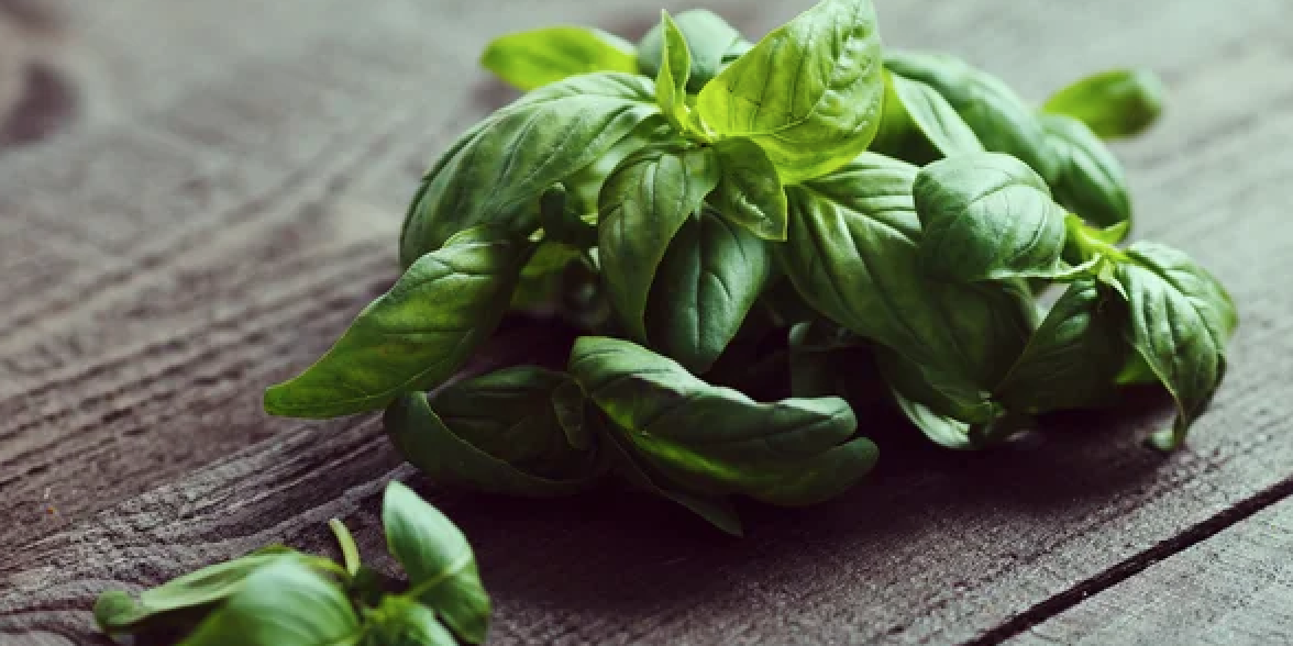 Le basilic, une plante aux multiples vertus curatives