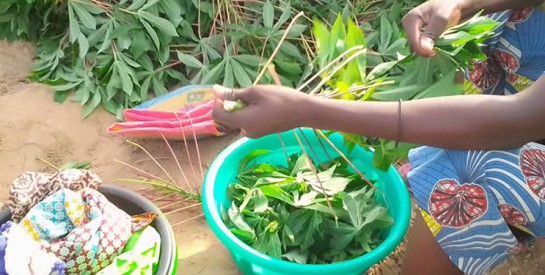 Les feuilles de manioc, très bénéfique pour la santé