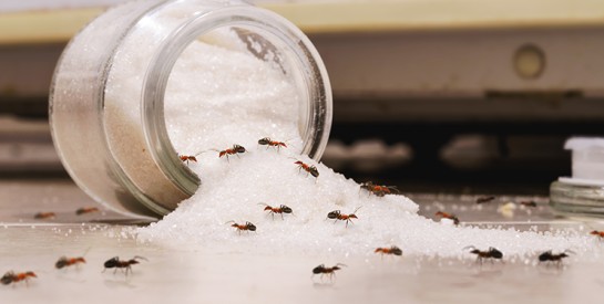 Des astuces simples pour se débarrasser des fourmis chez soi