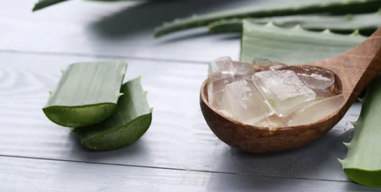 L'aloe vera, une plante aux multiples bienfaits ?