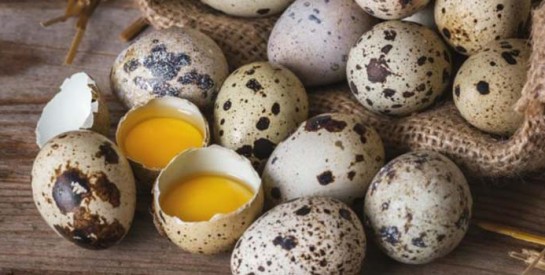 L’œuf de caille : l’œuf le plus diététique de la planète