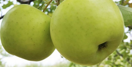 Manger des pommes réduit le risque d’asthme