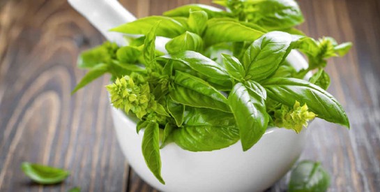 Le Basilic : Une Herbe Aromatique Incontournable en Cuisine