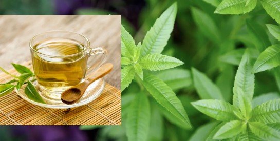 Anti-inflammatoire, antispasmodique et analgésique, la verveine est une solution efficace pour apaiser les douleurs