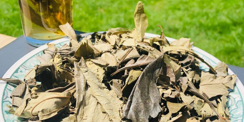 Kinkeliba, la plante miracle pour purifier le foie