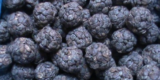 Soumbara : la richesse du néré au service de notre alimentation