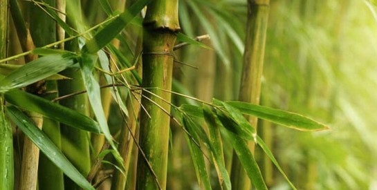 Les feuilles de bambou, une richesse naturelle à (re)découvrir