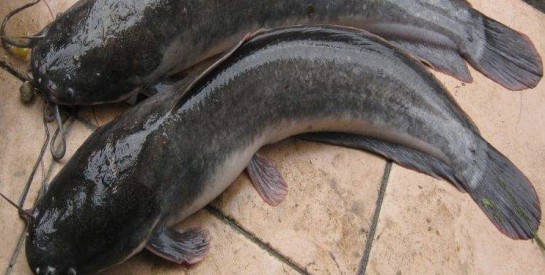 Le silure dans nos assiettes : un poisson savoureux et facile à cuisiner