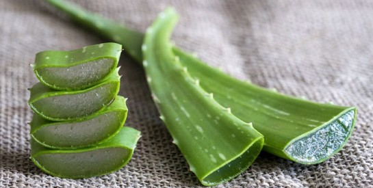 Un trésor de la nature : l’aloe vera au service de votre peau