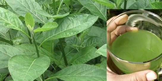 Ndolè : le super-légume africain qui booste santé et énergie