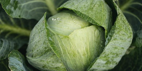 Pourquoi le chou mérite une place de choix dans votre alimentation ?