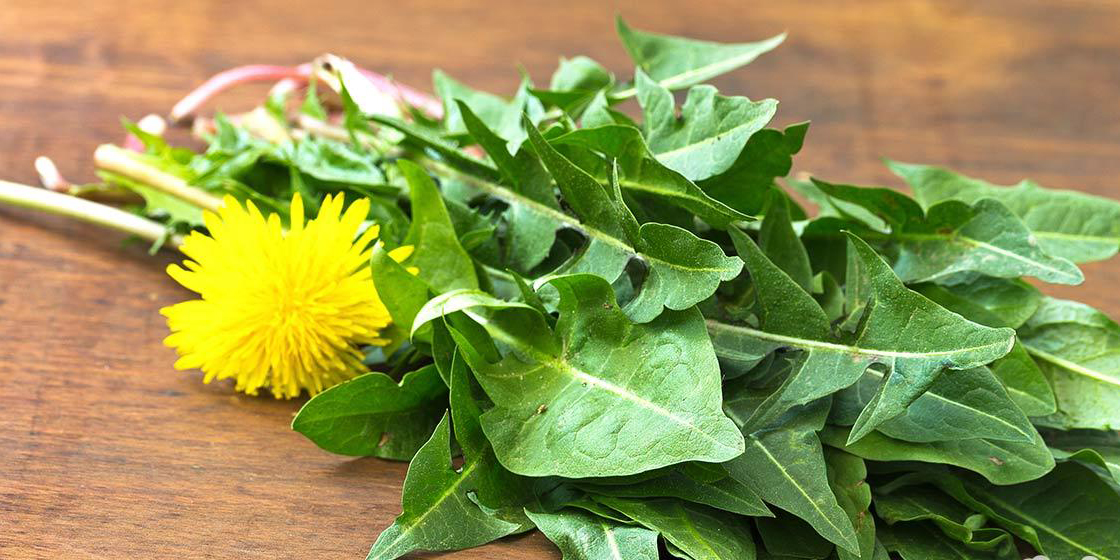 Feuilles de pissenlit : le secret naturel pour une pousse de cheveux spectaculaire