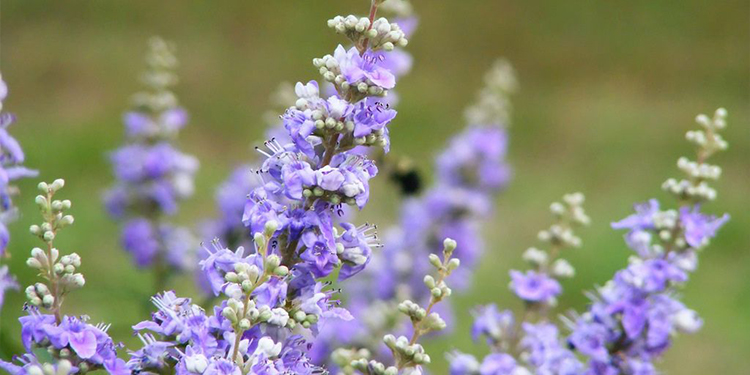 ces plantes africaines qui accompagnent la fertilité féminine