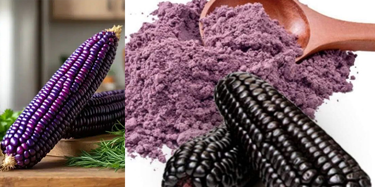 Maïs violet : le superaliment coloré aux multiples bienfaits