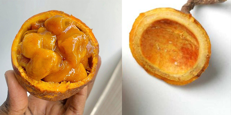 Le fruit zaban : un trésor naturel aux multiples bienfaits