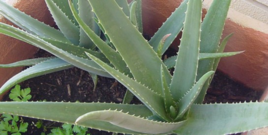 Perdre du poids grâce à l’aloe vera