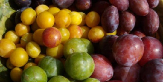 La prune, bénéfique pour la santé!