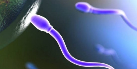 La qualité du sperme est un bon marqueur de l'état de santé