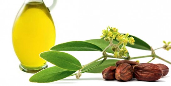 L’huile de jojoba, une alliée pour votre peau