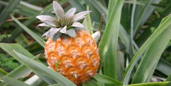 Les vertus de l'ananas