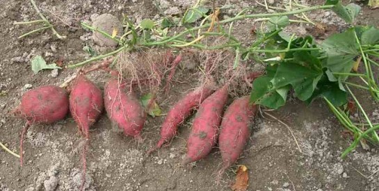 Les bienfaits de la patate douce