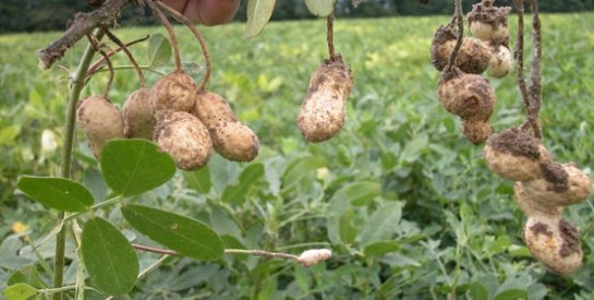 Arachides : bon pour le cœur