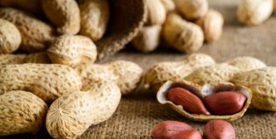 Allergie à l`arachide : découverte d`un traitement