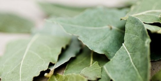 Les feuilles de lauriers pour récupérer un vêtement qui déteint