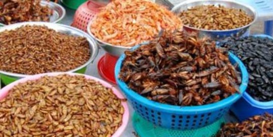 Manger des insectes, des valeurs nutritives bientôt dans vos assiettes