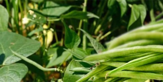 Les feuilles de haricot pour éliminer les punaises de lit