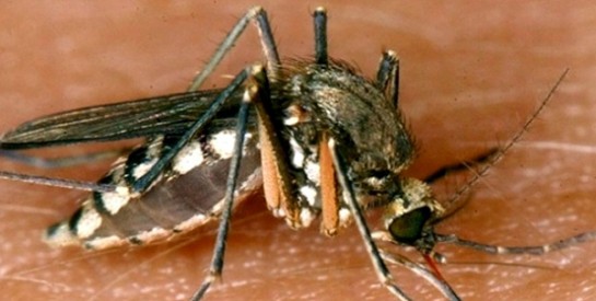 Santé : dispositions à prendre face à la flambée de « dengue » au Burkina Faso