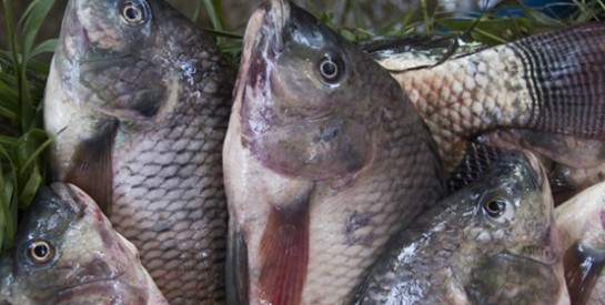 Alimentation des poissons d`élevage: attention danger